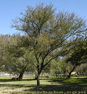 Acacia nilotica